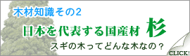 杉(スギ)について